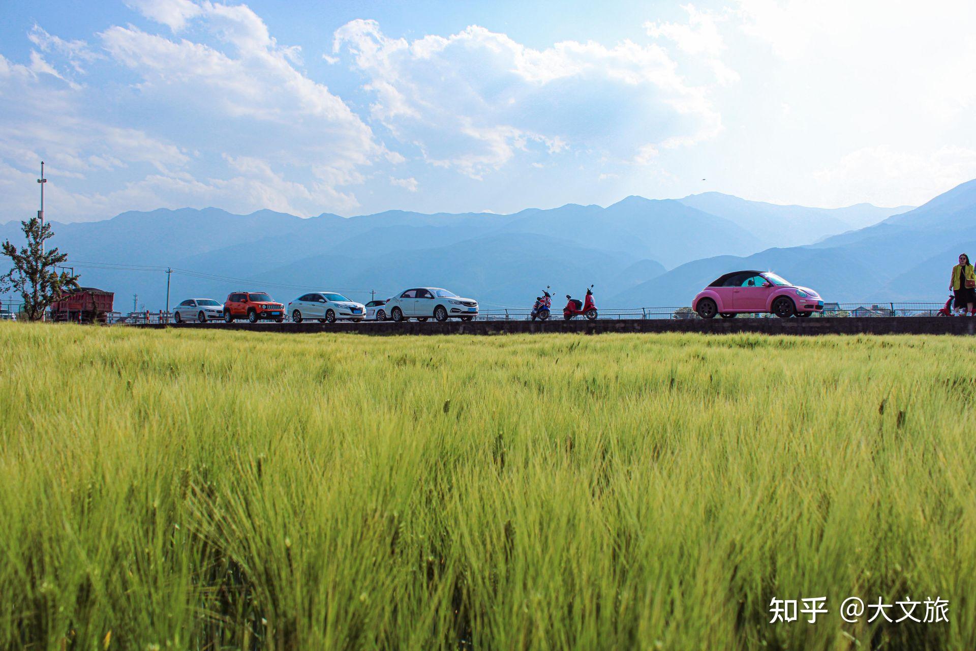 多图大理的麦田也太美了
