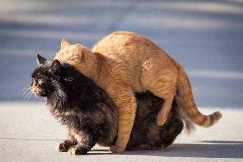 母猫闹春叫唤的厉害怎么治