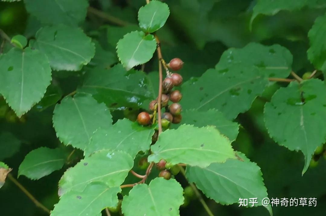 中药材:小通草 - 知乎