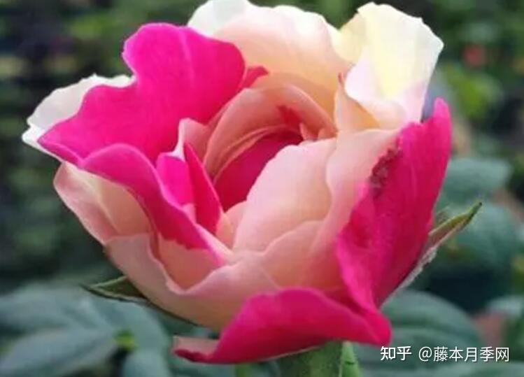 被称为四大妖花的月季品种