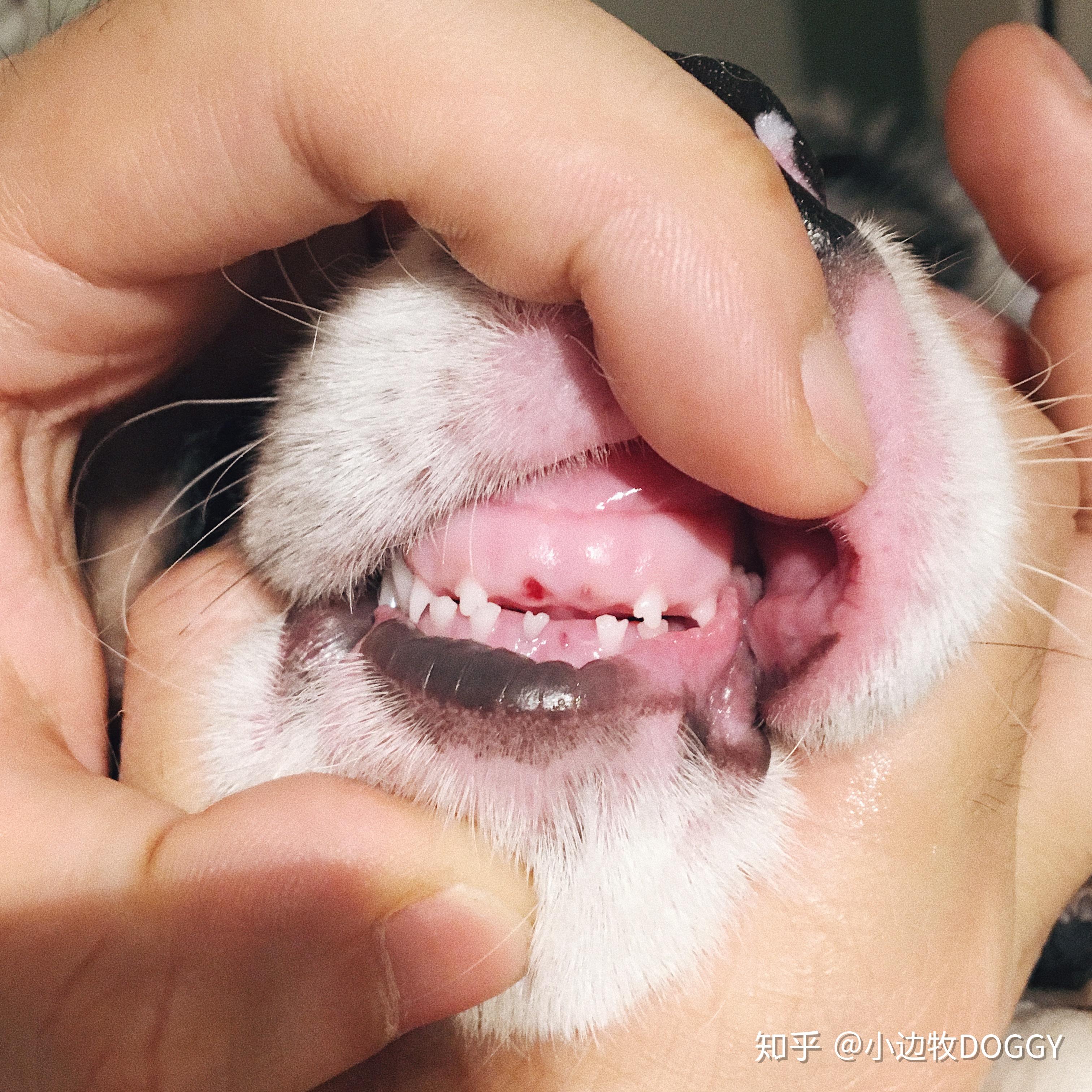 泰迪狗的牙齿结构图-图库-五毛网