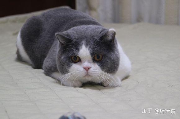 猫咪甲状腺机能减退症状及治疗方法- 知乎