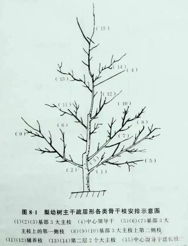 梨树修剪技巧和方法