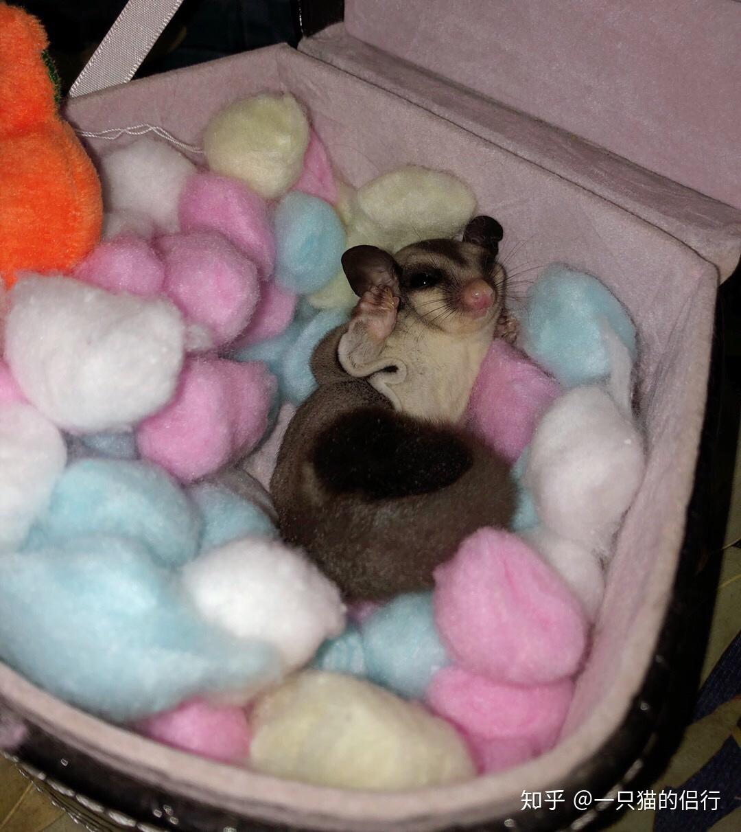 养蜜袋鼯会后悔吗?