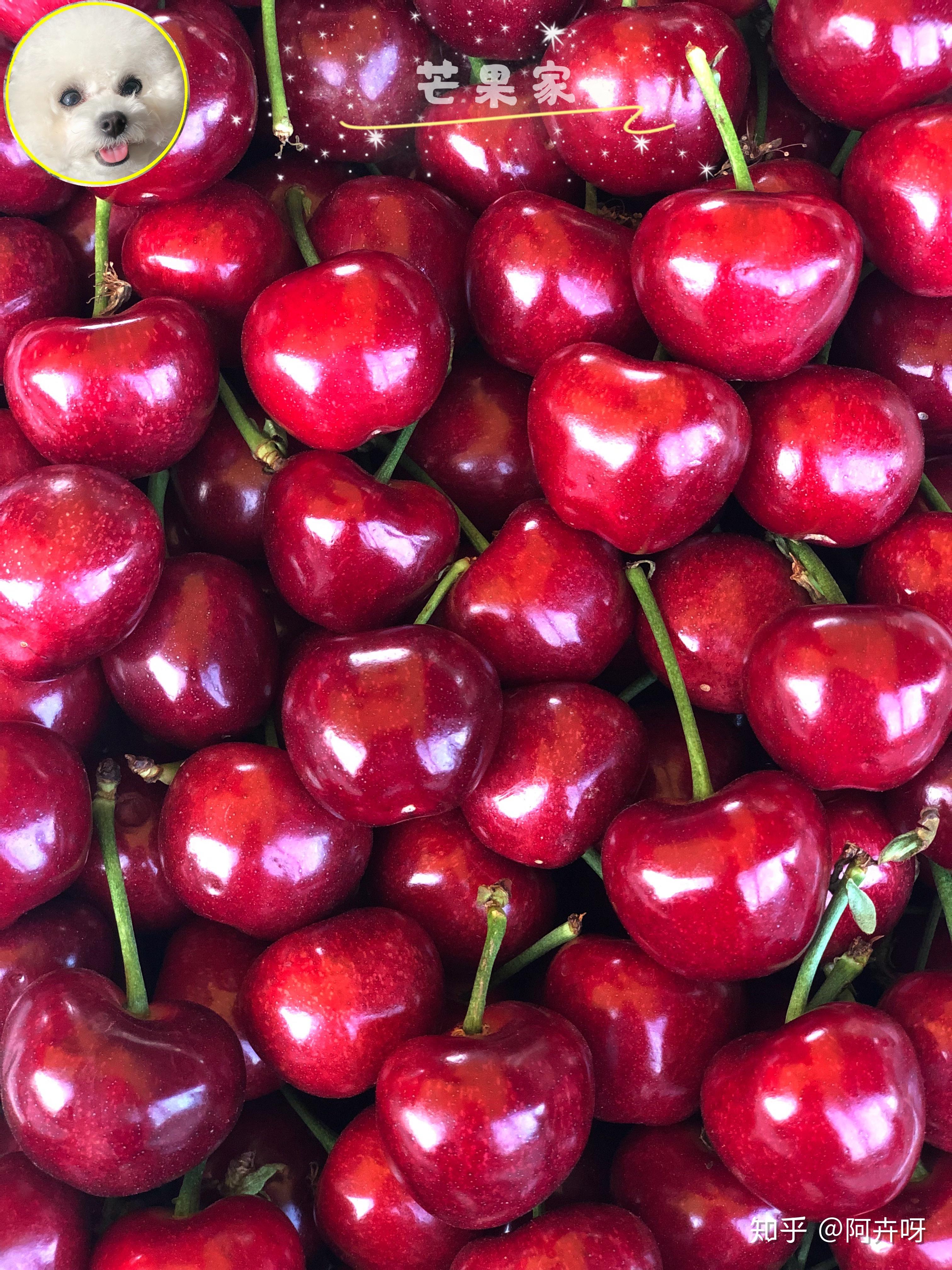 最好的三种樱桃的品种 v2-6b7ef73022d19dbac5259e56623f441e_r.jpg