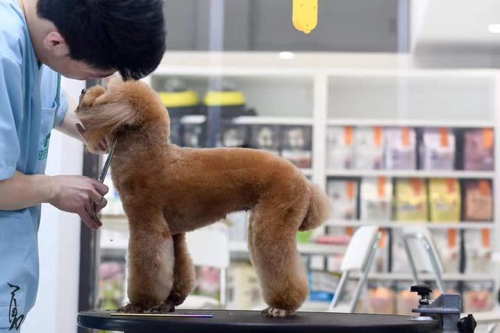 你必须要了解的16种常用宠物美容工具 知乎