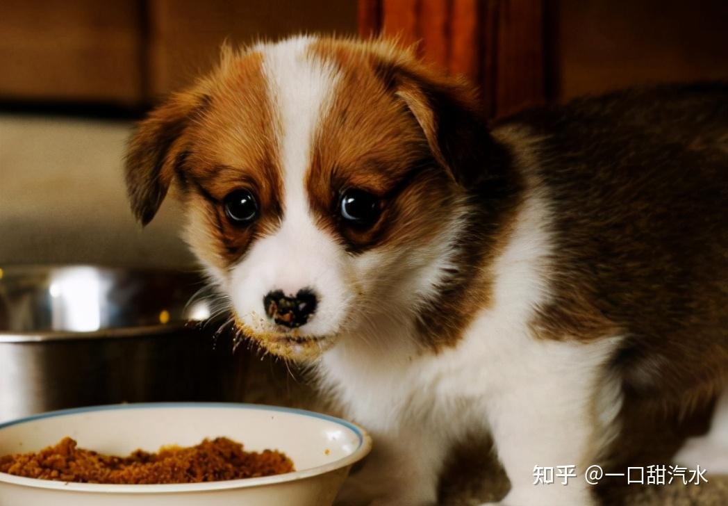 飼養幼犬須知:小狗什麼時候斷奶?之後又該怎麼餵食?