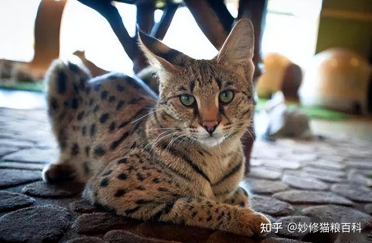 济南举办名猫展览 最贵宠物猫身价高达20万_独家图片_图片频道_齐鲁网