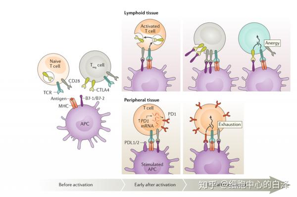 圖為t淋巴細胞激活與調節機制