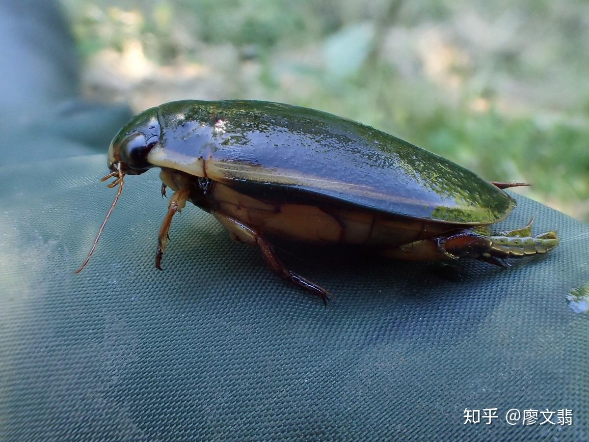 芬兰移民侧边大龙虱