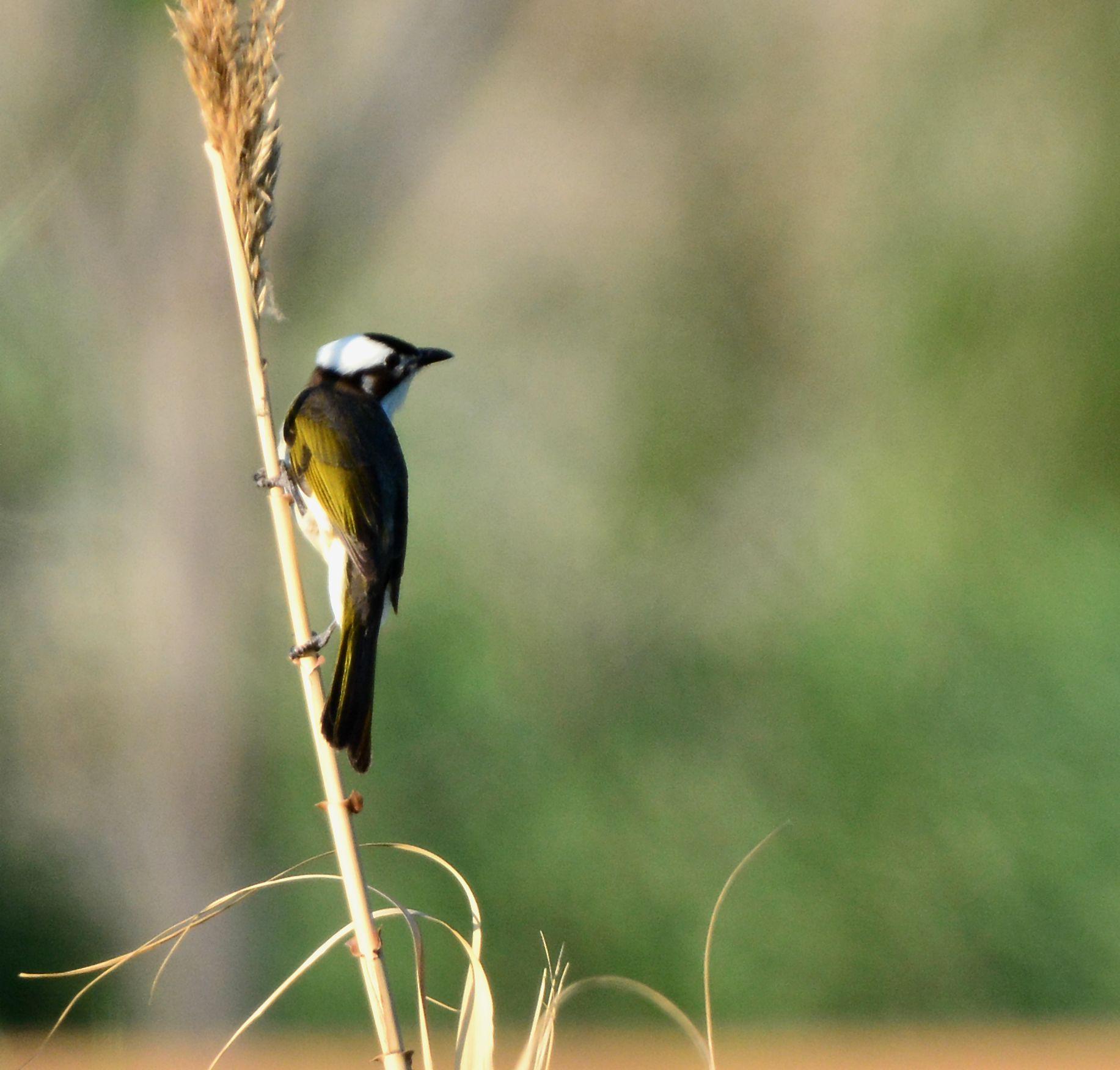 只缘头白早,无处入芳丛.疏蔓短于蓬,卑栖怯晚风.元 · 杨维桢