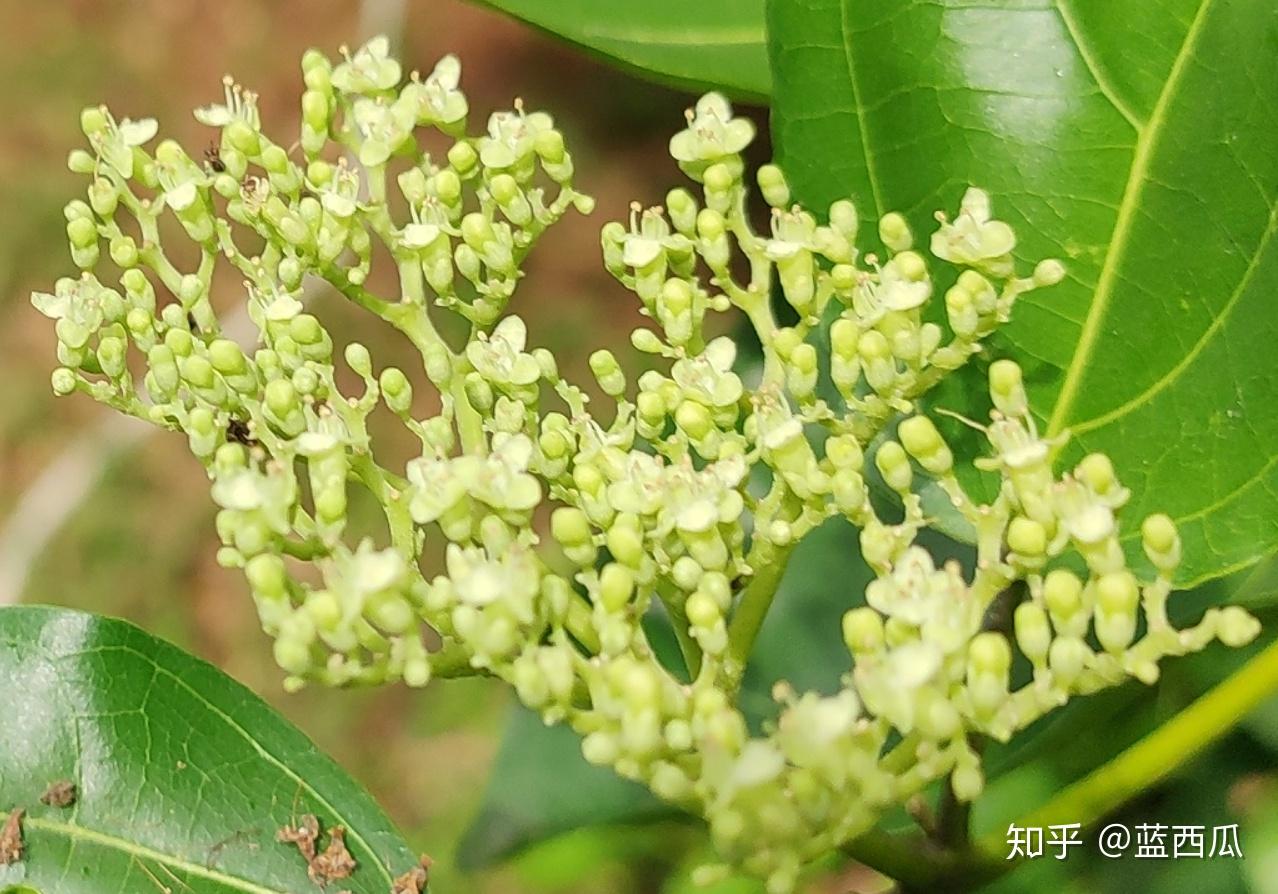 半红树植物唇形科