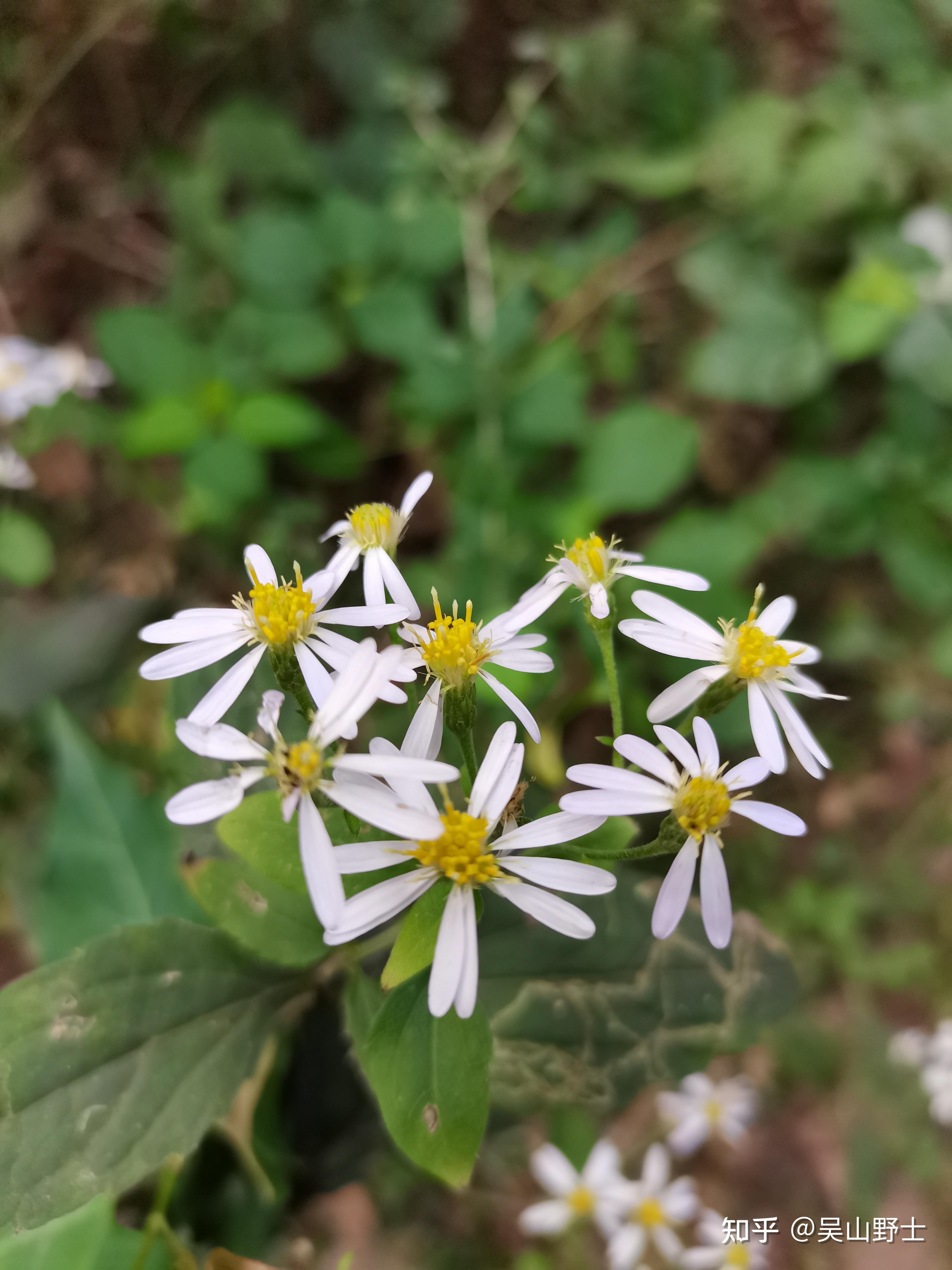 七绝野白菊平水韵