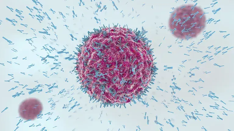 メモリーb細胞が再感染から速やかに体を守る仕組みを解明 理化学研究所