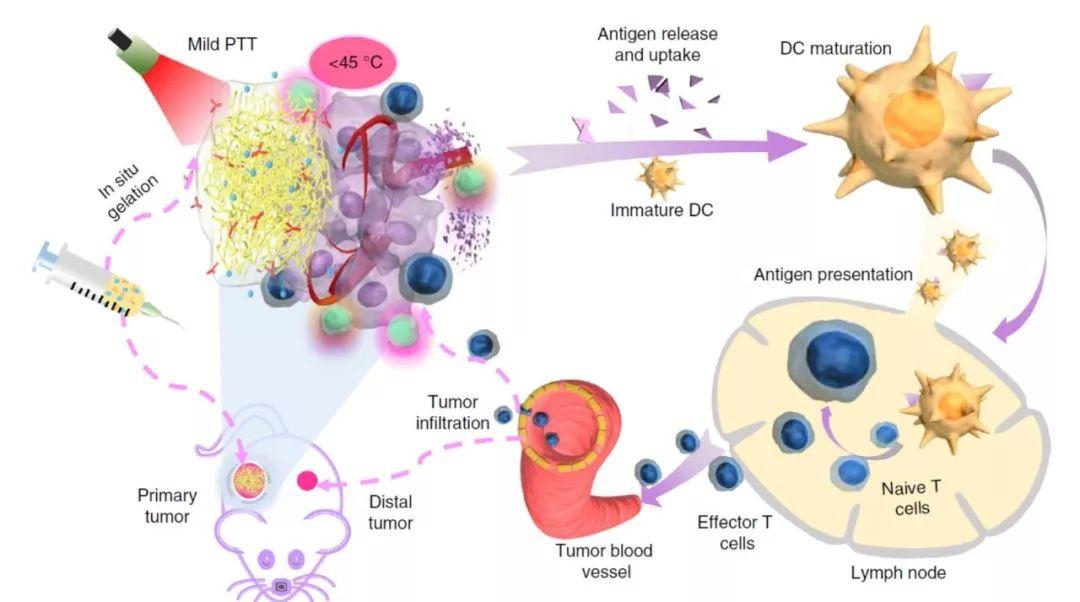 让冷肿瘤变热中国药科大学开发光热疗法有效增强pdl1抑制剂抗肿瘤效果