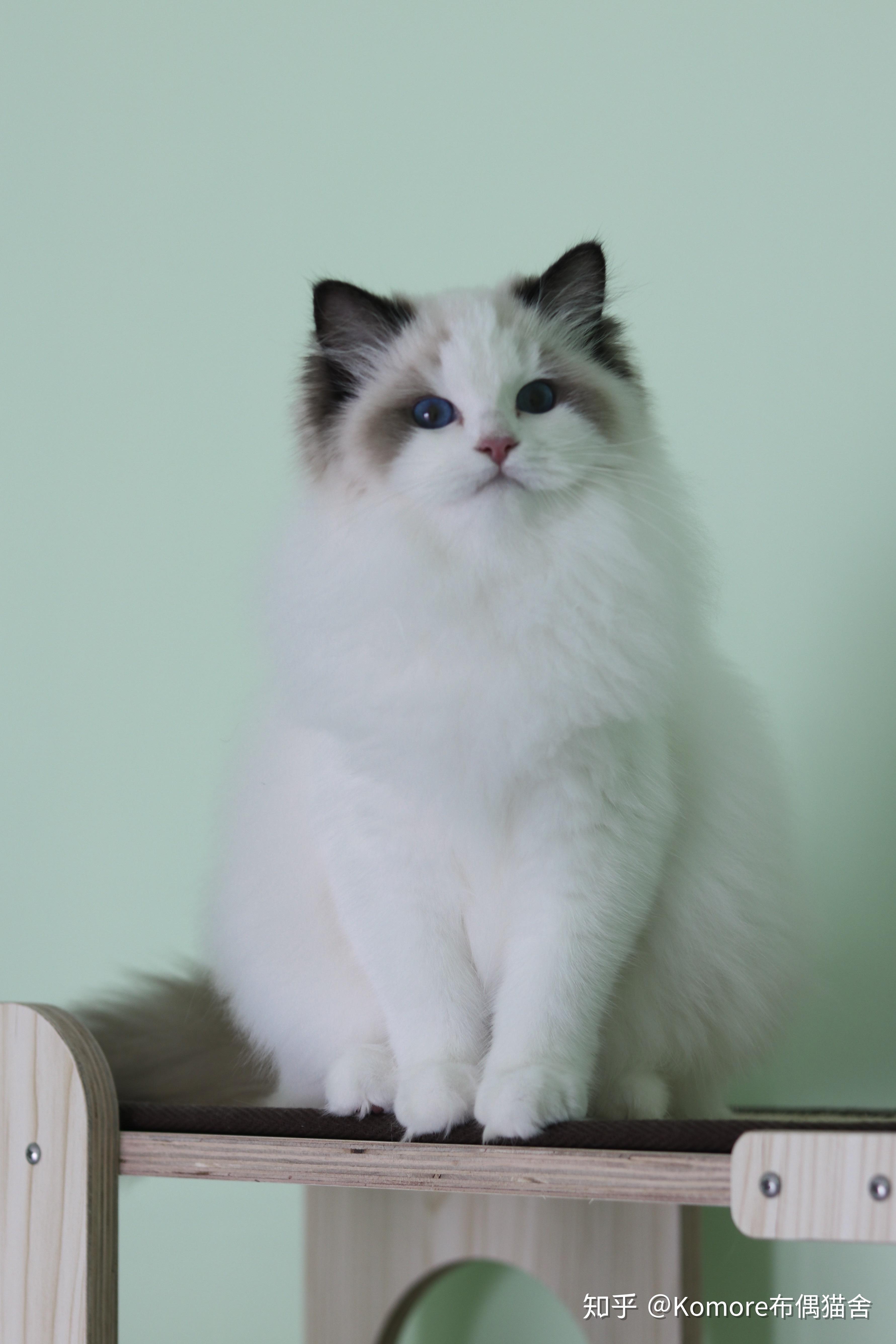 这是传统系布偶吗