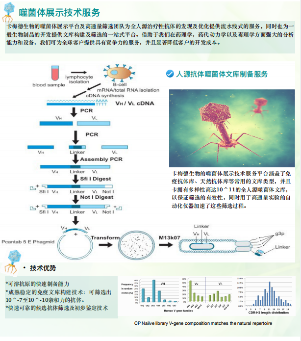 技术,能够为客户构建不同物种的天然或者免疫的噬菌体抗体展示文库