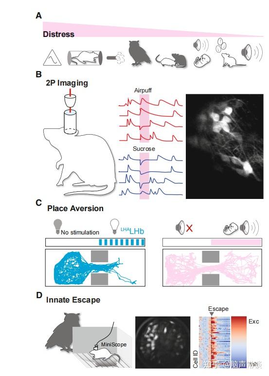 Neuron丨情绪和动机的控制中心:外侧缰核 - 知乎