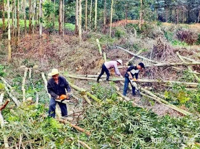 功能农业育种 国稻种芯-何登骥:广西稻作文化园农业大健康 - 知乎