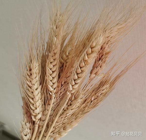认识花材 满街的大麦 麦穗怎么这么火 知乎