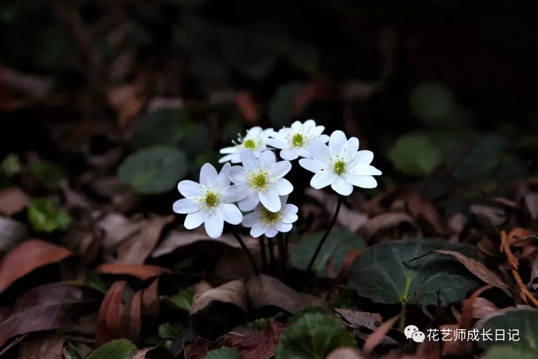 植物图鉴地生之花獐耳细辛