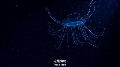 组织头部,好像飞船的操纵室:魅惑却危险的管水母,触手可以长到比蓝鲸