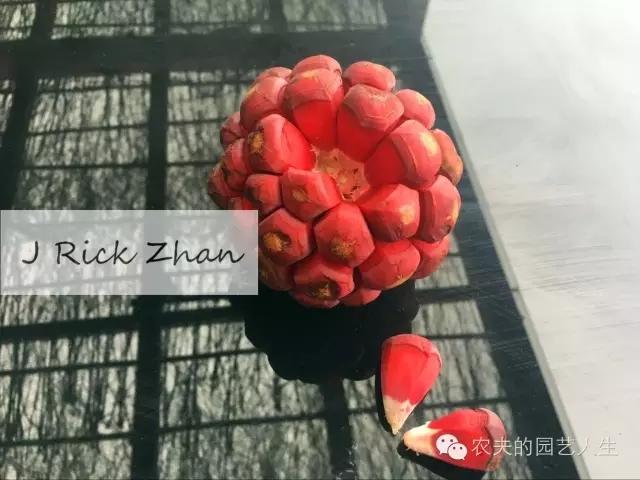 有谁系统介绍一下菠萝葡萄(布福娜或黑老虎)这