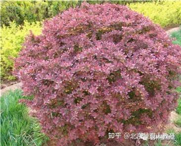 【景观人植物理论系列】北方园林绿化常用灌木总述 - 知乎