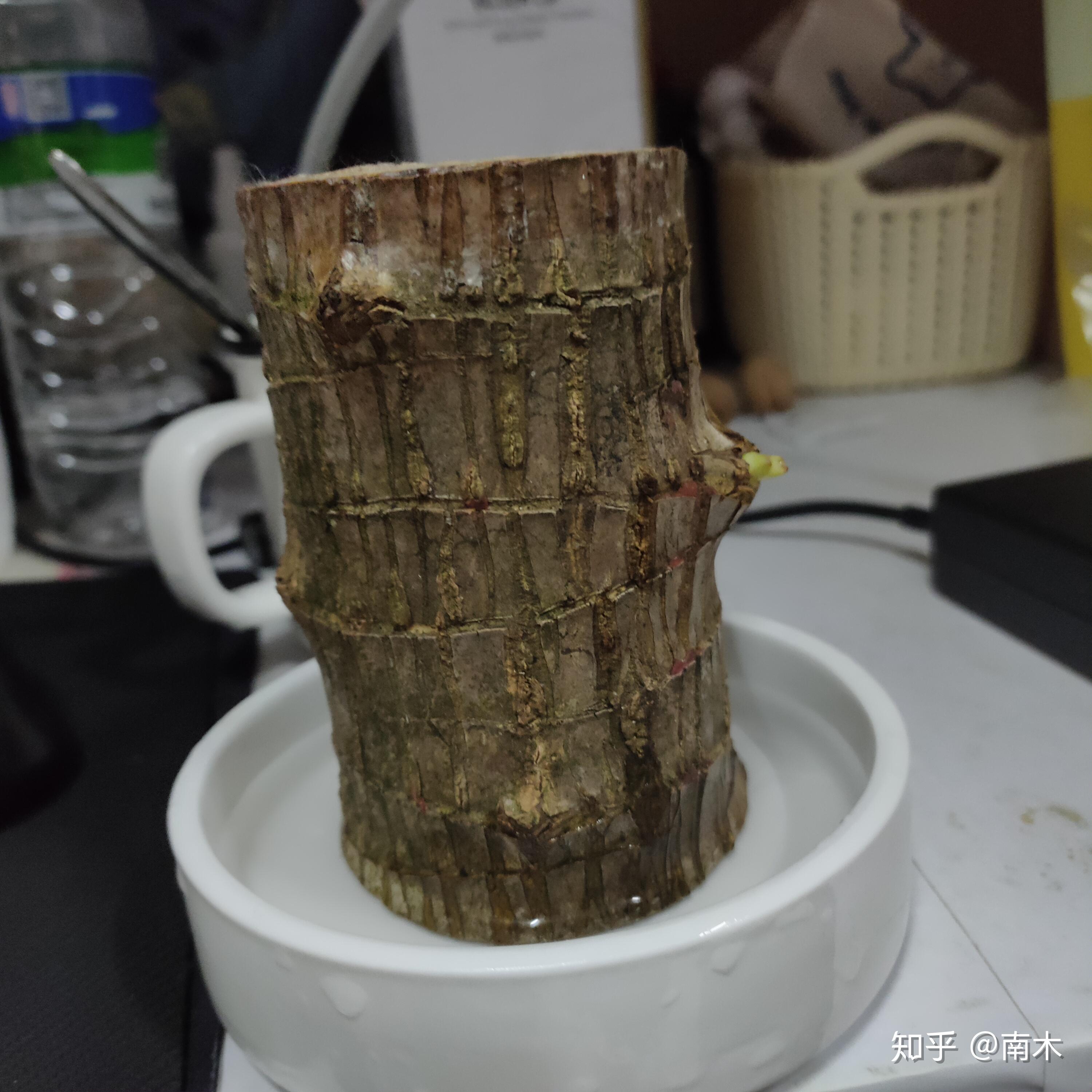 我想问问养巴西木的,有没有养出芽的?