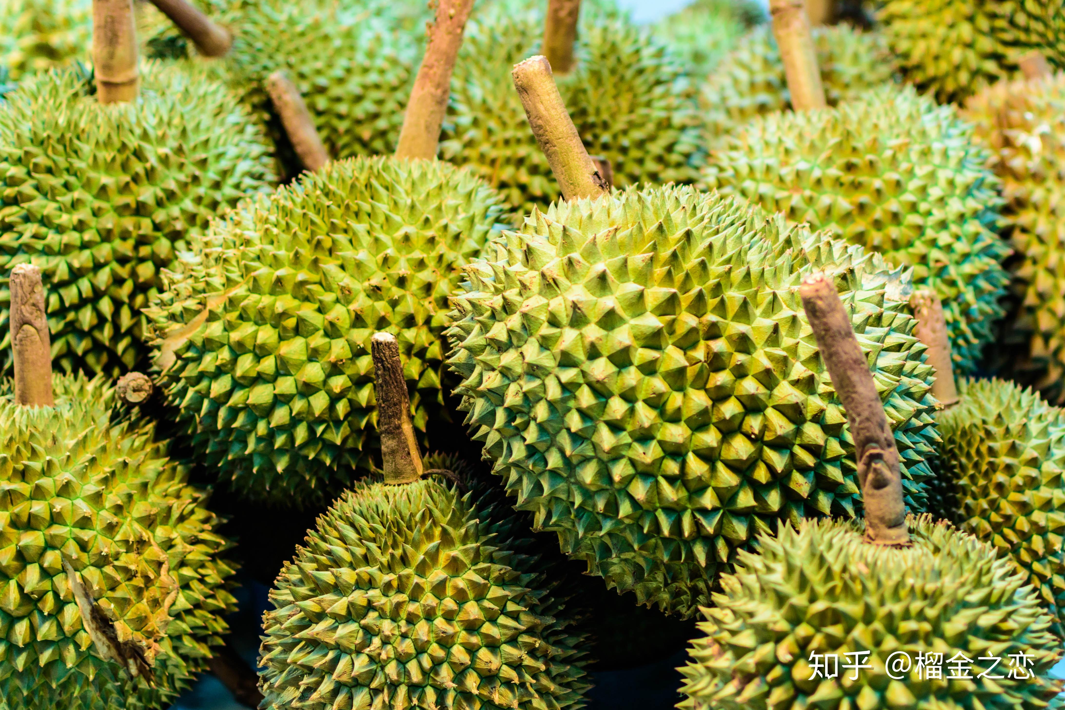 猫山王榴莲怎样才熟榴金之恋专题