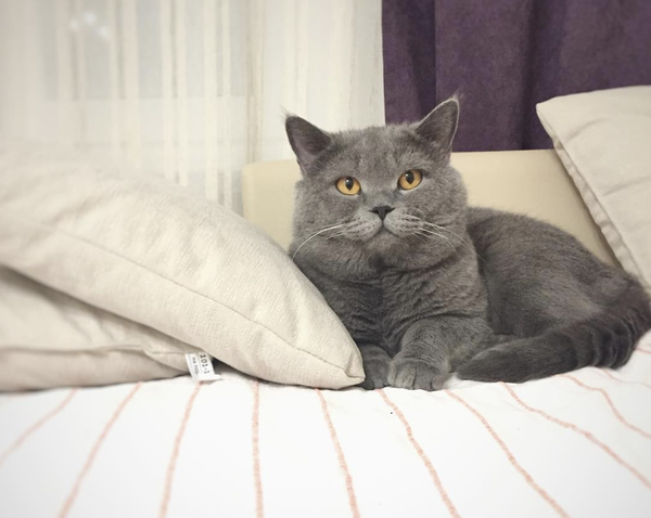 吸猫大会英国短毛猫baton