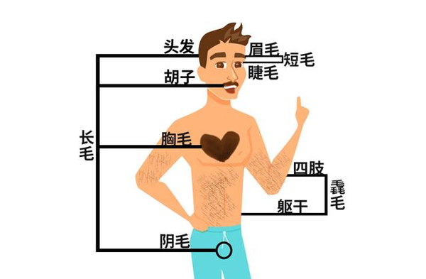 脱发但体毛重 Dht原来这么双标 知乎