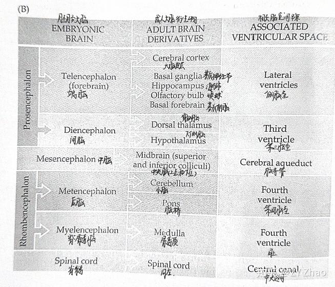 读《NeuroScience》| Day 22 The Ventricular System 脑室系统 - 知乎