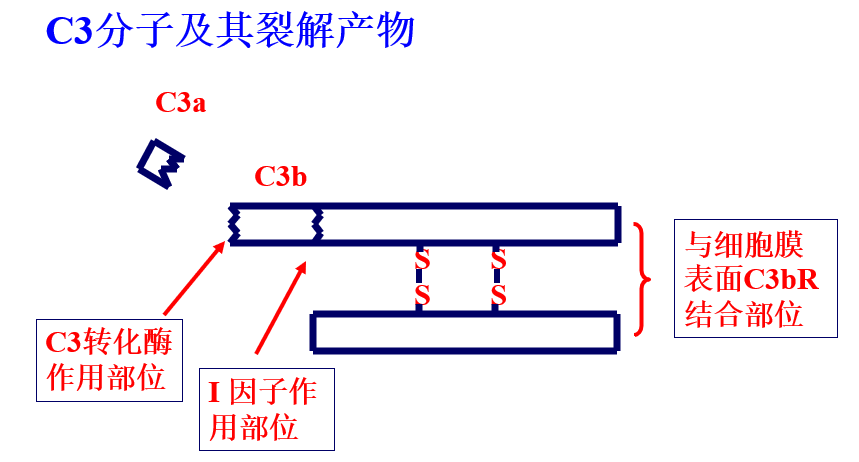 免疫学整理--细胞因子&补体系统 - 知乎