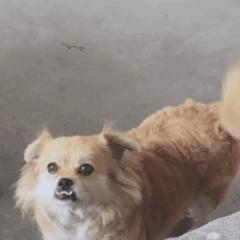 动图封面