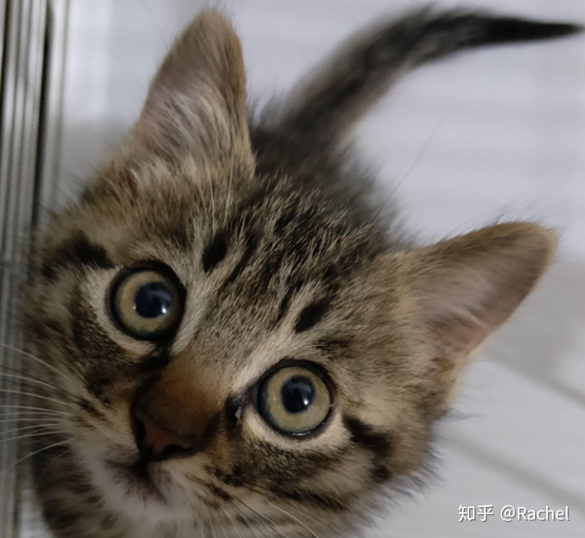 狸猫的猫 v2-6bec91c19ced7c5ac19eaa736344808a_r.jpg
