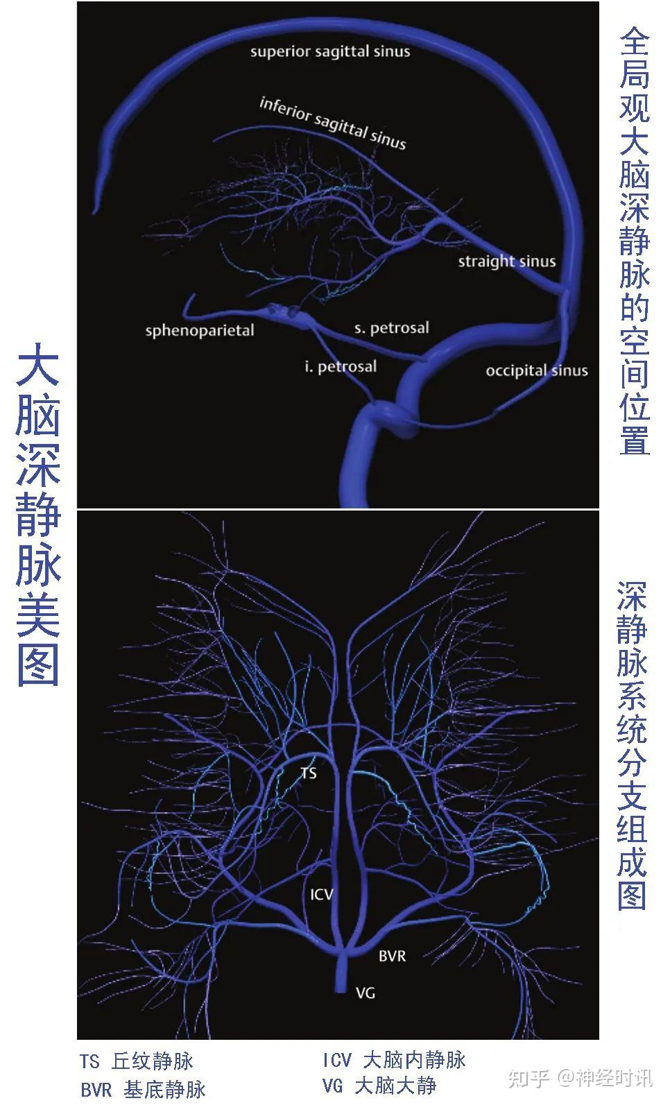 8张图掌握脑血管静脉系统解剖