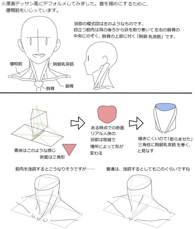 板绘素材不用再烦恼头肩颈关系啦人体结构干货肩颈关系参考