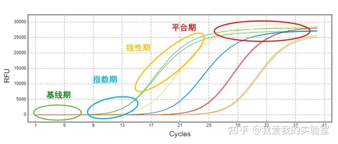 实验技巧 | 搞定qPCR数据分析 - 知乎