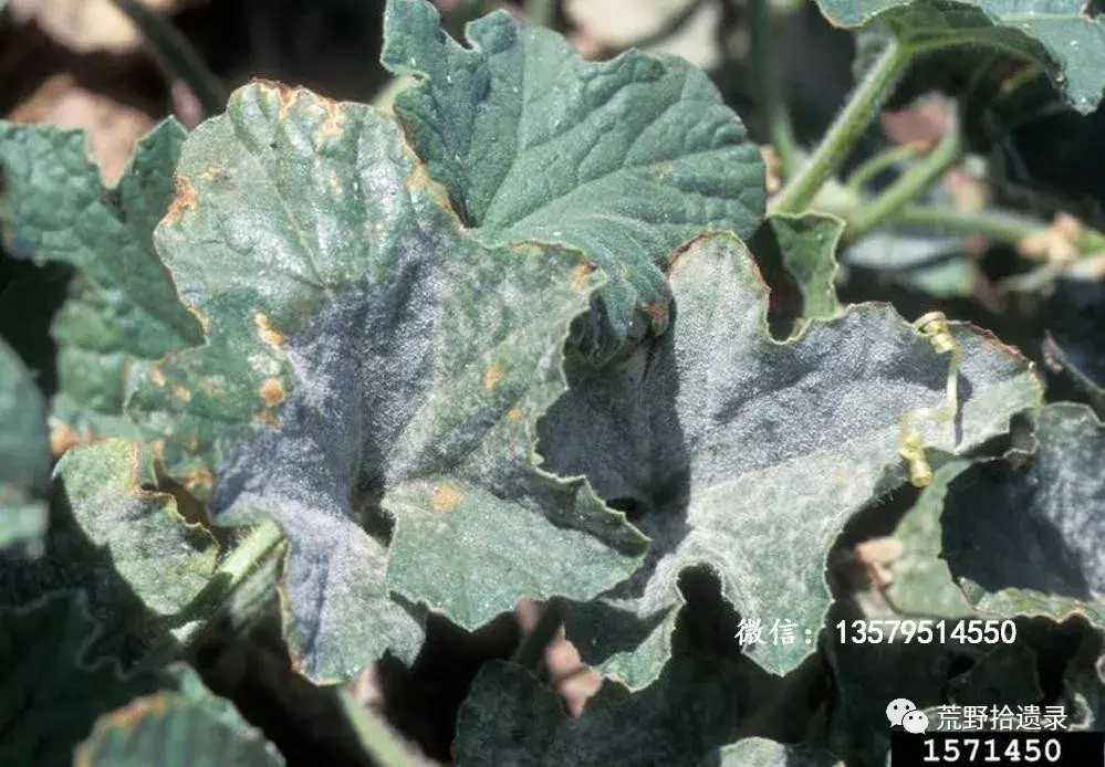 哈密瓜常见病害识别与防治