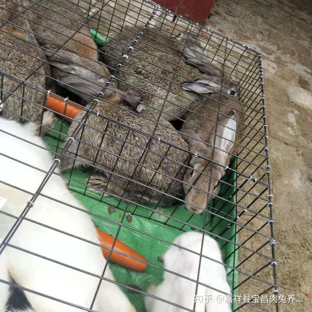 新手养兔八注意兔场稳定多收益