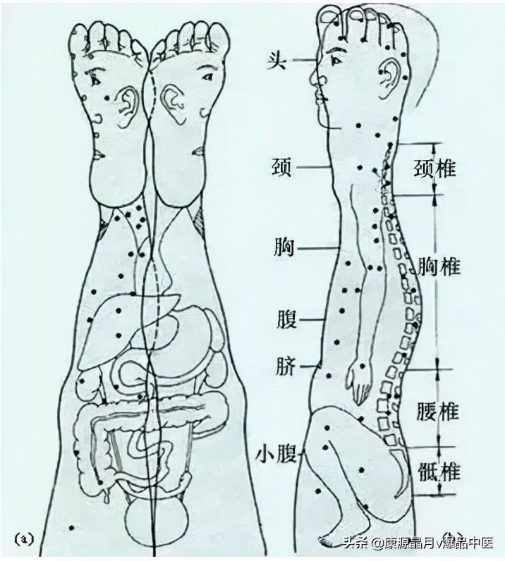 不可不看:针灸,按摩全息之精髓(全身投影图)