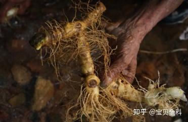 【中医药文化分享】本草-黄精 - 知乎