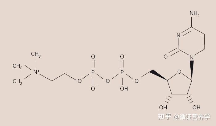 功能营养篇-胞磷胆碱(胞磷胆碱单钠盐CDP) - 知乎