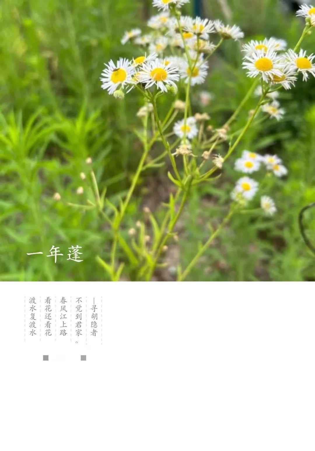 一年蓬是什么?和小飞蓬有啥区别? - 知乎