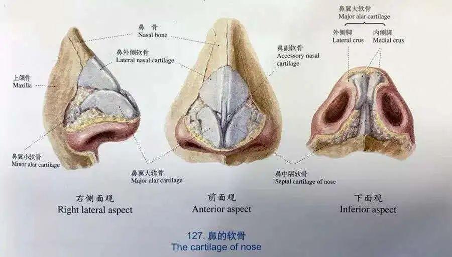 骨性鼻腔的构成图片图片