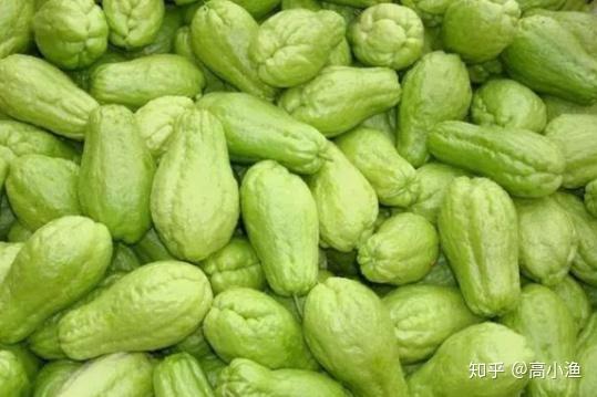 盛夏的食光:这瓜明明可以靠脸吃饭,为啥还天天卖萌 - 知乎