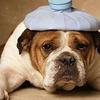 帮爱犬割眼皮 南韩兴起 动物整形风 术后对比成虐待证据 知乎