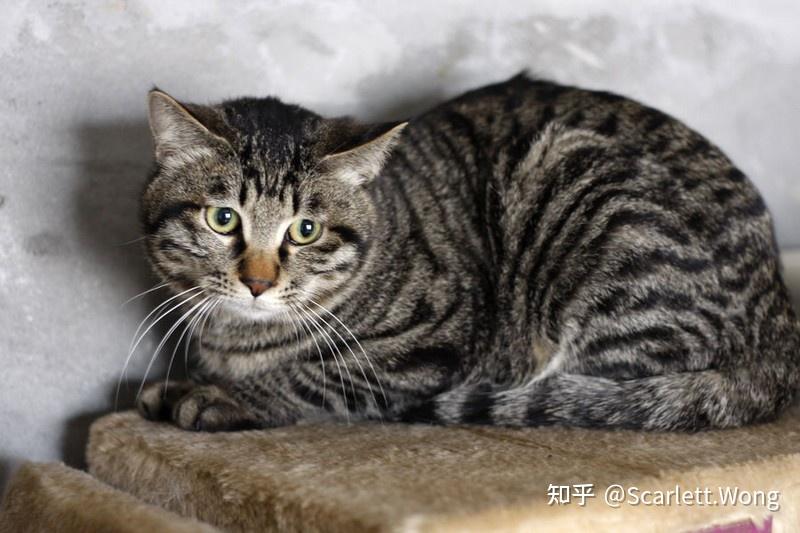 花猫 狸花猫和虎斑猫区别，正宗狸花猫图片- 知乎