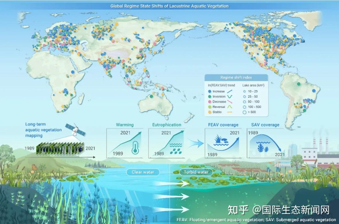 The Innovation | 卫星长期观测揭示全球湖泊“水下森林”快速退化 - 知乎